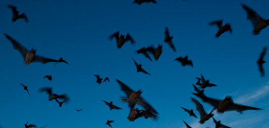 Manthorpe Ridge Roost Helps Protect Bats